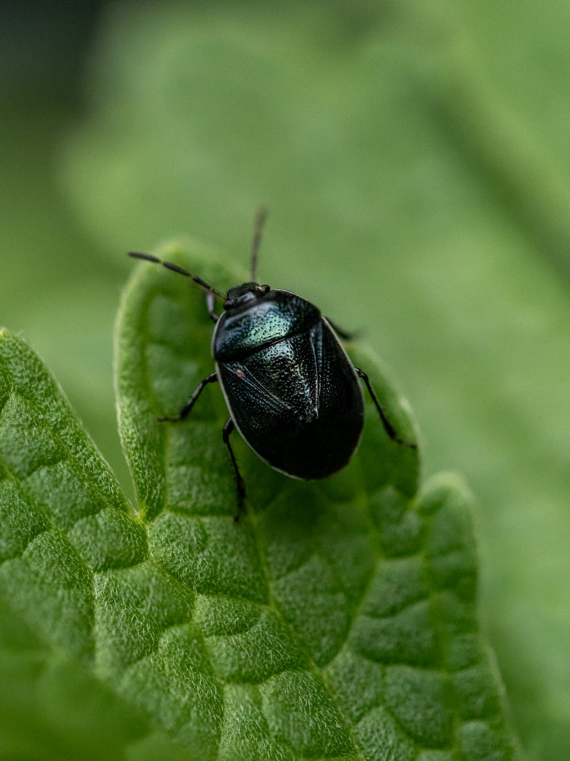 breakup bug