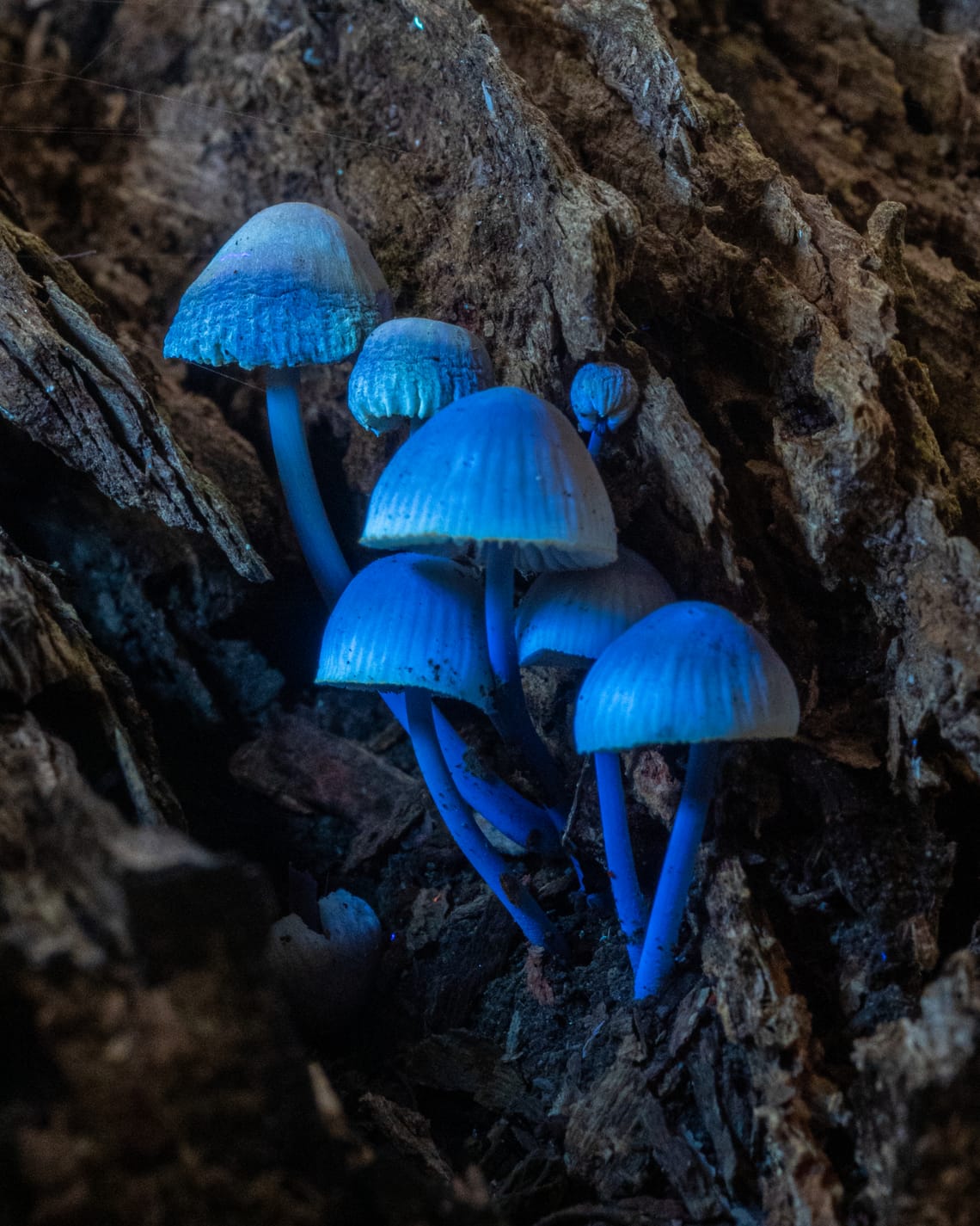 geesten van het bos