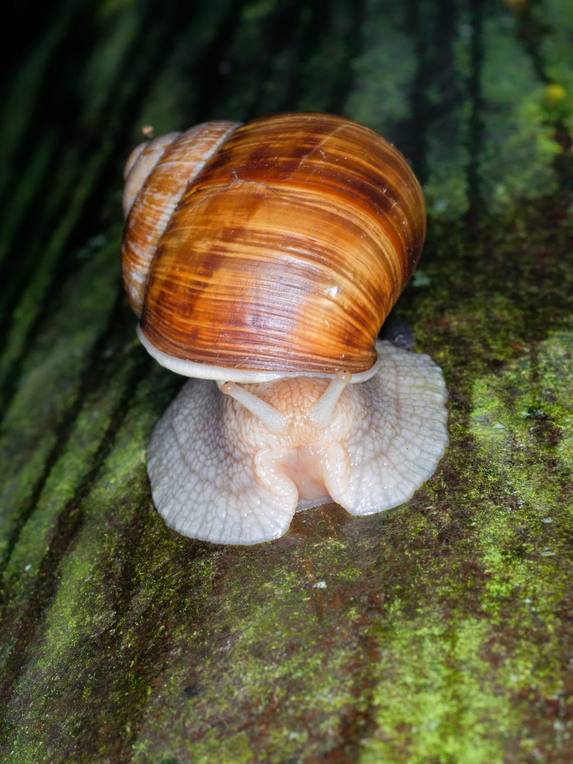 fashion snail