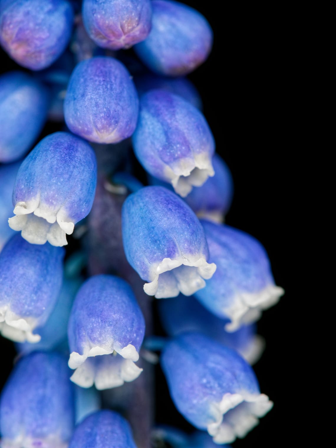 dark blooms