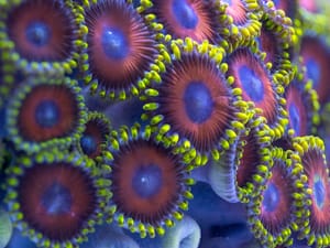 coral