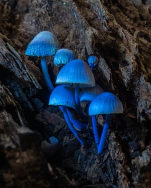 geesten van het bos