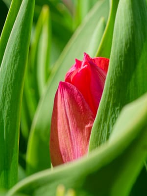 tulp