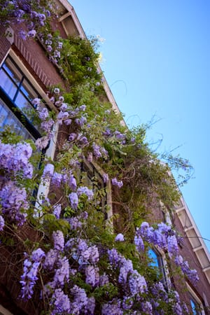wisteria